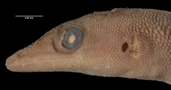 Media type: image;   Herpetology R-3341